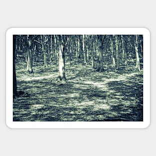 Old forest floor with tree shadows. Sticker